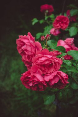 Yaz bahçesinde Pembe Çalı Gülü 'Rosarium Uetersen' Kordes. Eski romantik tomurcuk şeklinde bir gül, Alman yapımı W. Kordes 'Sohne.