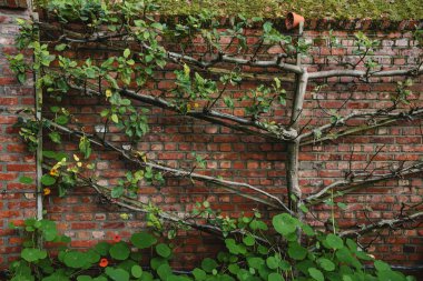 Tarama ve bahçede mahremiyet için ağaçlar dikilmiş ve eskimiş. Tuğla duvara karşı düzgünce budanmış çitleri olan esmer elma ağaçları..