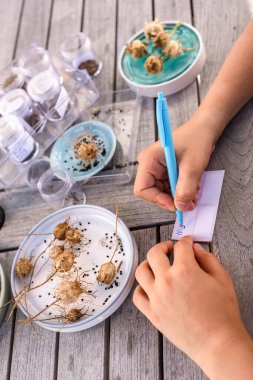 Nigella tohumları ve diğer çiçeklerin toplanıp depolanması. Çiçeğin ismiyle etiketleme, kavanozlara tohum koyma.