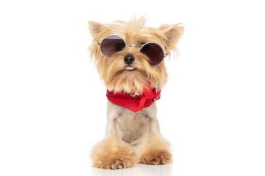 Küçük Yorkshire Terrier köpeği güneş gözlüğü takıyor, dilini dışarı çıkarıyor ve beyaz arka planda oturuyor.