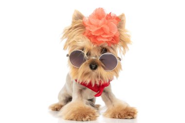 Sevimli Yorkshire teriyer köpeği, beyaz arka planda çiçek, güneş gözlüğü ve kırmızı bandana takıyor.