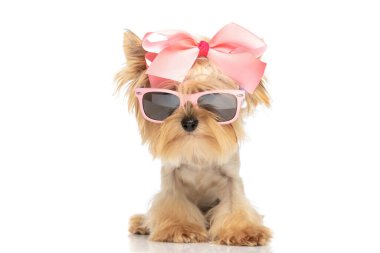 Tatlı Yorkshire Terrier köpeği, beyaz arka planda pembe bir fiyonk ve güneş gözlüğü takıyor.