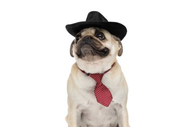 Siyah şapkalı, kırmızı kravatlı, beyaz stüdyo arka planında oturan küçük paspas köpeği.