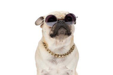 Beyaz arka planda otururken güneş gözlüğü ve zincir takan bir pug köpeğinin portresi