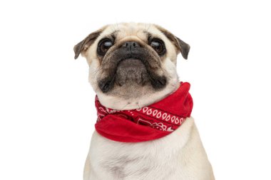 Kameraya bakarken ve beyaz stüdyo arka planında otururken kırmızı bandana takan güzel bir köpeğe yakın plan.