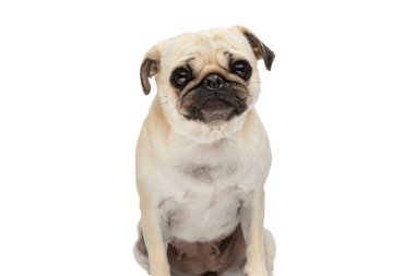 Beyaz stüdyo arka planında otururken kemiğini alamadığı için köpek yavrusu gibi bakıyor ve üzülüyor.