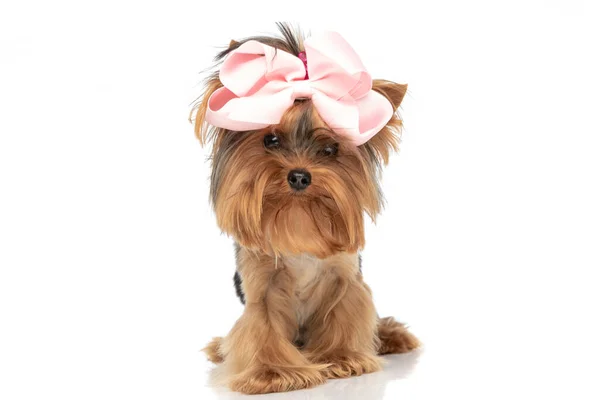 Cute Little Yorkshire Terrier Dog Wearing Pink Bow Looking Camera — Stock Photo, Image
