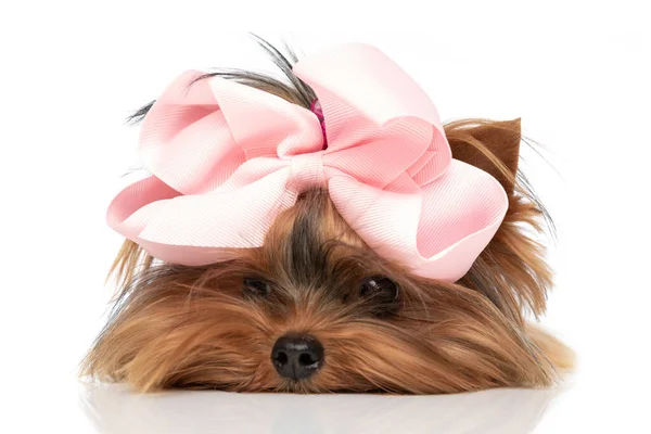可爱的约克郡宠物狗今天感到很懒 躺在地板上 头戴粉红色的弓 — 图库照片