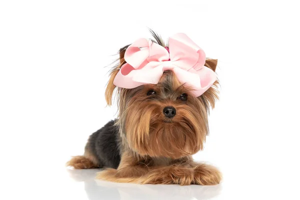 可爱的约克郡宠物狗正在忙着自己的事 躺在地上 头戴粉红色的弓 背对着白色的背景 — 图库照片