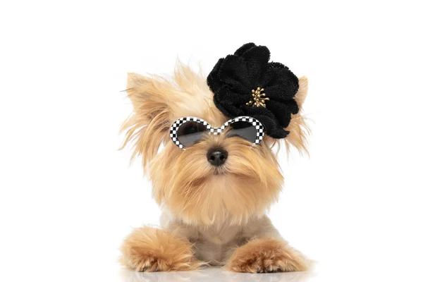 Adorable Yorkshire Terrier Dog Laying Wearing Black Flower Sunglasses Posing — Stock Photo, Image