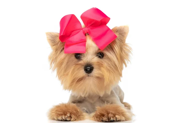 Sweet Yorkshire Terrier Dog Laying Floor While Wearing Red Bow — Stock Photo, Image