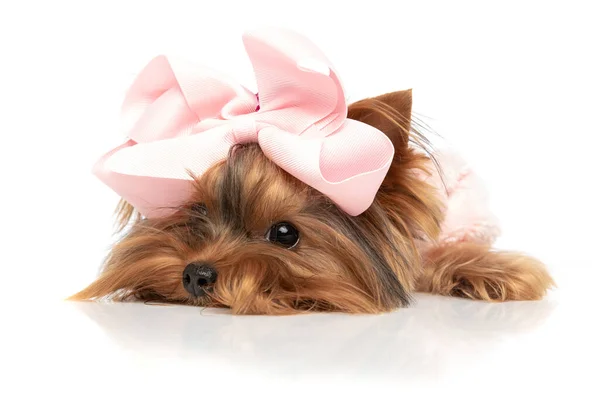 可爱的约克郡宠物狗把头靠在地上 懒洋洋的 背带着粉红的弓 — 图库照片