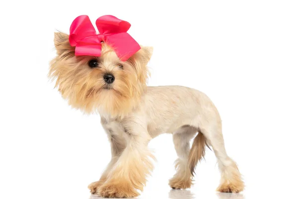 一只小的约克郡宠物狗从旁边看过去 戴着红色的弓 站在白色的背景下 — 图库照片