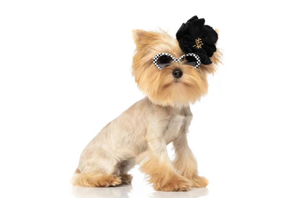 Elegant Yorkshire Terrier Dog Wearing Chic Sunglasses Black Flower White — Stock Photo, Image