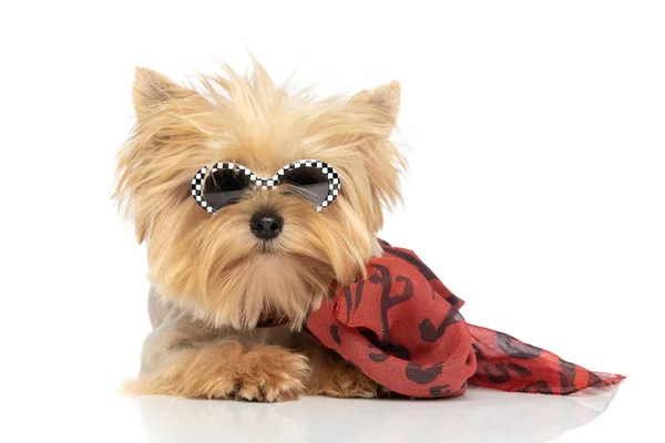 Elegancki Pies Terier Yorkshire Ubrany Bandanę Okulary Przeciwsłoneczne Leżący Pozycji — Zdjęcie stockowe