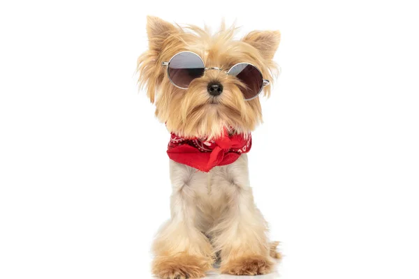 Uroczy Mały Yorkshire Terrier Pies Noszenie Chłodne Okulary Przeciwsłoneczne Czerwona — Zdjęcie stockowe