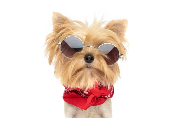 Närbild Söt Yorkshire Terrier Hund Bär Solglasögon Och Röd Bandana — Stockfoto