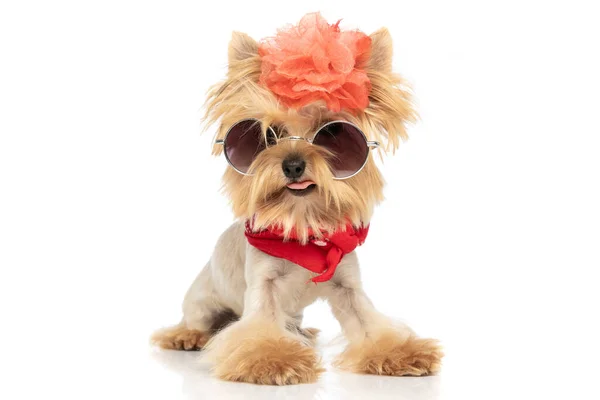 stock image sweet yorkshire terrier dog is sticking out tongue, wearing a red bandana, sunglasses and a flower on white background