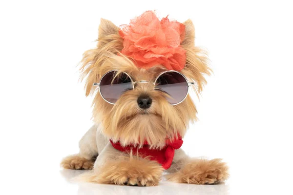 Słodkie Yorkie Pies Hardkorowe Nastawienie Jest Noszenie Okulary Przeciwsłoneczne Kwiat — Zdjęcie stockowe