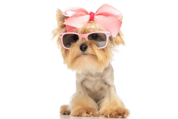 Entzückender Yorkshire Terrier Hund Mit Schöner Schleife Und Sonnenbrille Sitzt — Stockfoto