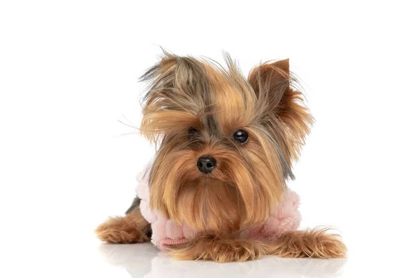 Small Yorkshire Terrier Dog Laying Posing Style Wearing Pink Blouse — Stock Photo, Image