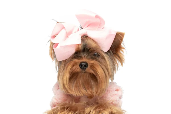 Słodkie Trochę Yorkshire Terrier Pies Noszenie Różowy Łuk Różowa Bluzka — Zdjęcie stockowe