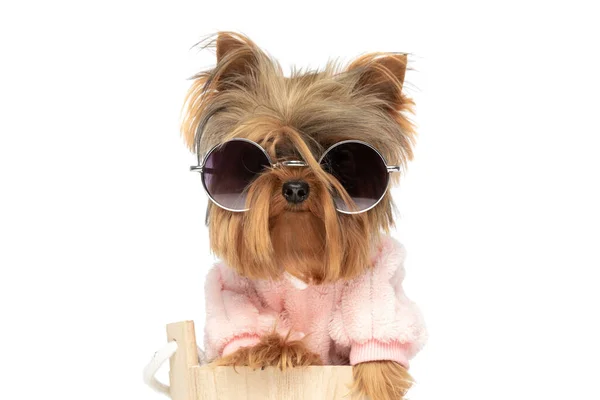 可爱的约克郡宠物狗 头戴墨镜 身穿粉色衬衫 从木桶中摆出姿势 — 图库照片