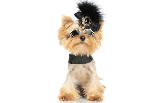Lille Yorkshire Terrier Hund Iført Solbriller Svart Hårbånd Halskjede Mot – stockfoto