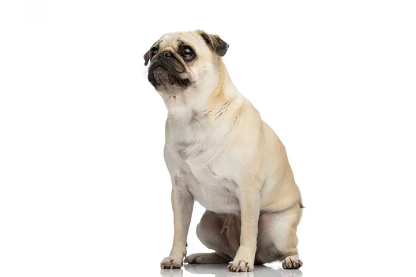 Liebenswerter Mopshund Blickt Auf Und Sitzt Vor Weißem Studiohintergrund — Stockfoto
