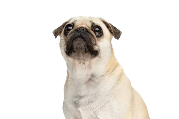 Zbliżenie Mopy Pies Robi Duże Oczy Podczas Patrząc Górę Siedzi — Zdjęcie stockowe