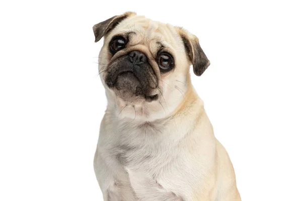 Zamknij Się Słodkie Mopy Pies Robi Duże Oczy Przed Kamerą — Zdjęcie stockowe