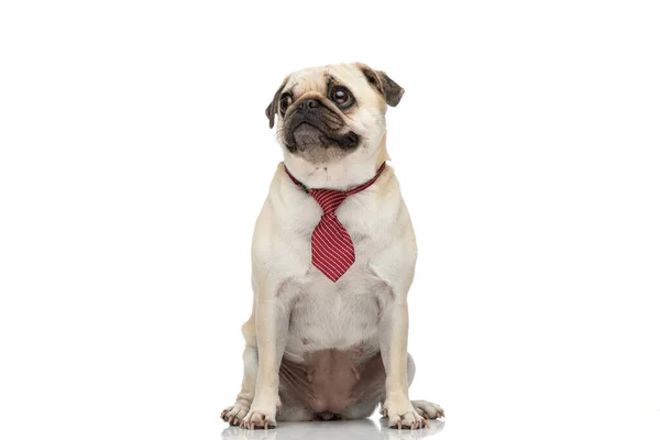 Adorabile Cagnolino Che Distoglie Sguardo Mentre Indossa Una Cravatta Rossa — Foto Stock