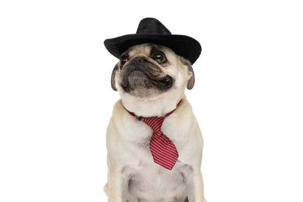 Mały Mops Pies Noszenie Czarny Kapelusz Czerwony Krawat Podczas Patrzenia — Zdjęcie stockowe