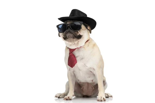 Chłodny Pies Mops Noszenie Czarny Kapelusz Czerwonym Krawatem Okulary Przeciwsłoneczne — Zdjęcie stockowe