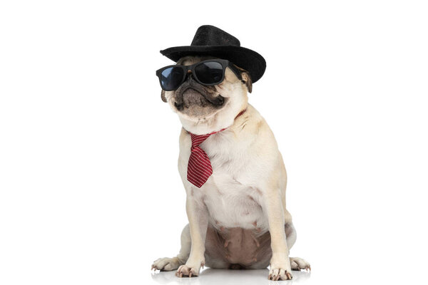 cool pug dog wearing a black hat with a red tie and sunglasses while sitting against white background