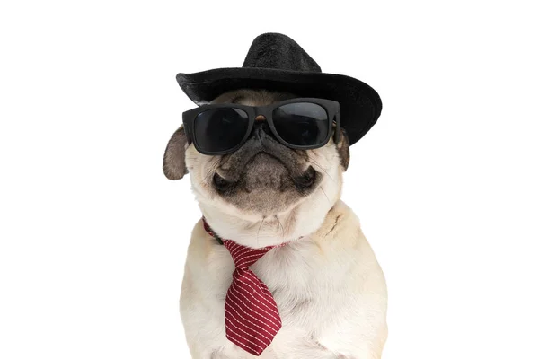 Retrato Cachorro Legal Usando Chapéu Preto Óculos Sol Gravata Vermelha — Fotografia de Stock