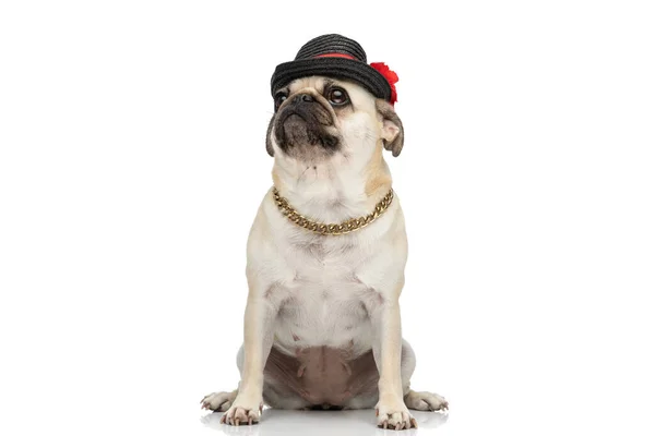 Lindo Perro Pug Con Sombrero Negro Cadena Cuello Mientras Mira — Foto de Stock