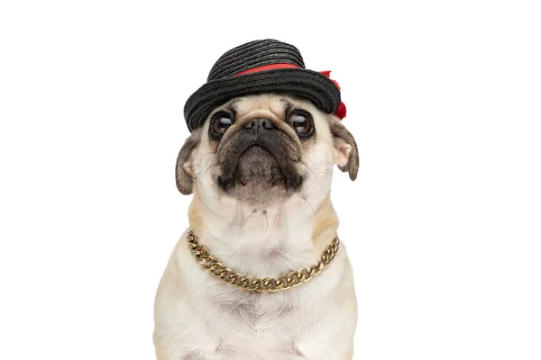 Siyah Şapkalı Zincirli Beyaz Arka Planda Oturan Tatlı Köpek — Stok fotoğraf
