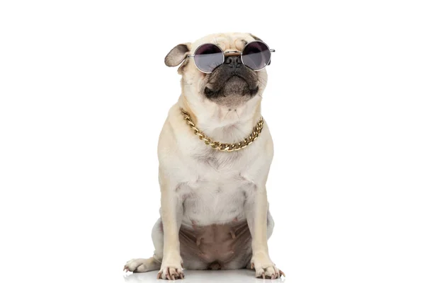 Perro Pug Fresco Con Gafas Sol Cadena Mientras Está Sentado — Foto de Stock