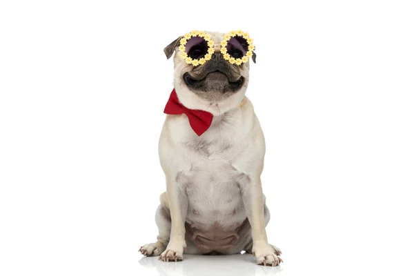 Szczęśliwy Pies Mops Uśmiecha Się Aparatu Podczas Noszenia Okularów Przeciwsłonecznych — Zdjęcie stockowe