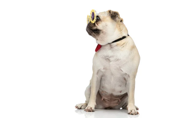 Entzückender Mops Hund Schaut Zur Seite Während Sonnenbrille Und Fliege — Stockfoto