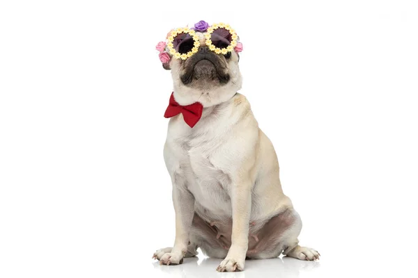 Adorável Esfregonas Cão Vestindo Flores Óculos Sol Laço Vermelho Enquanto — Fotografia de Stock