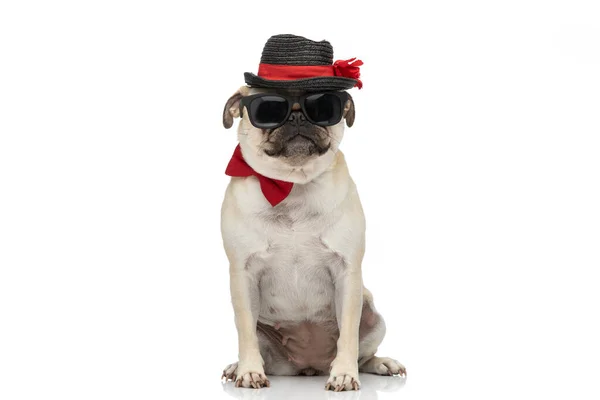 Piękny Pies Mops Noszenie Okularów Przeciwsłonecznych Muszką Kapelusz Podczas Siedzenia — Zdjęcie stockowe