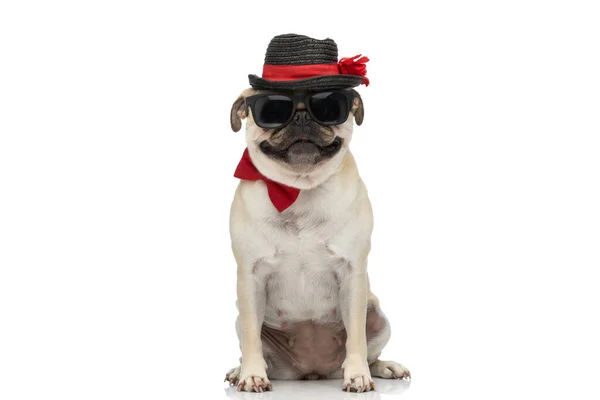 Uroczy Pies Mops Uśmiecha Się Kamery Okularach Przeciwsłonecznych Kapeluszem Muszką — Zdjęcie stockowe