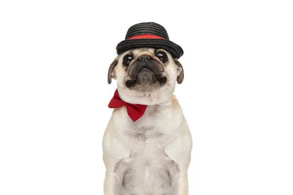 Closeup Sweet Pug Dog Looking Camera While Wearing Black Hat — Stock Photo, Image