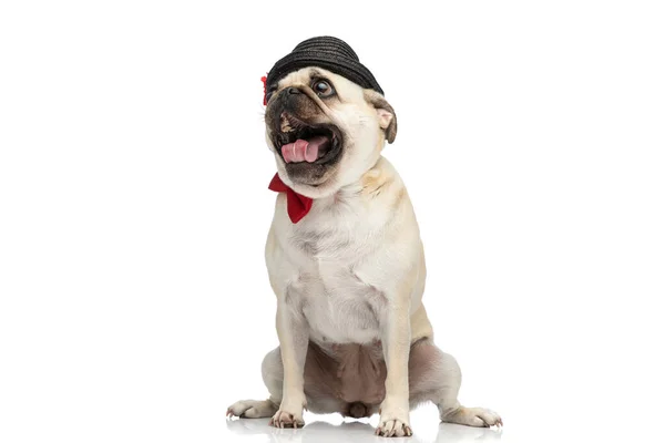 Adorável Cão Pug Vestindo Chapéu Preto Com Gravata Borboleta Vermelha — Fotografia de Stock