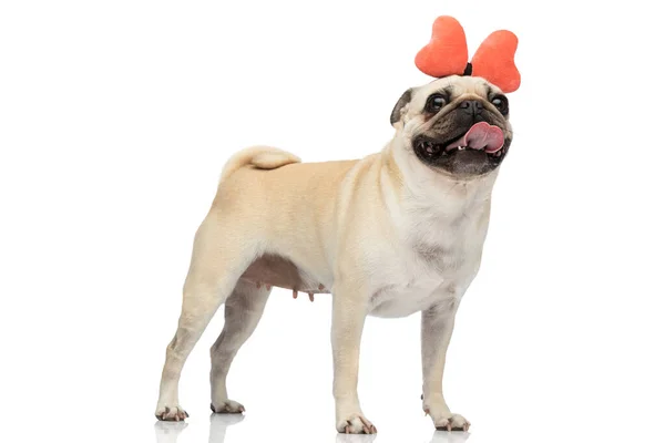 Pełne Ciało Obraz Piękny Pies Mops Lizanie Jego Usta Podczas — Zdjęcie stockowe