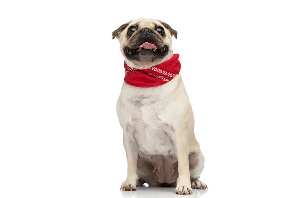 Uroczy Pies Mops Wystający Jego Język Kamery Podczas Noszenia Czerwonej — Zdjęcie stockowe