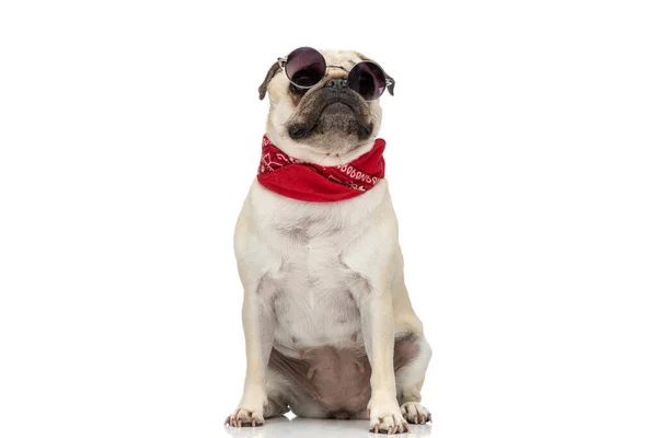 Cool Pug Pies Patrząc Aparat Podczas Noszenia Okularów Przeciwsłonecznych Czerwonej — Zdjęcie stockowe