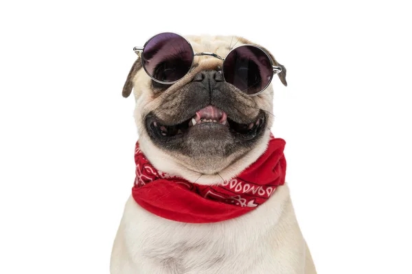 紧贴着一只甜的哈巴狗喘息着 戴着太阳镜 戴着红色的头巾 靠着白色的摄影棚背景坐着 — 图库照片
